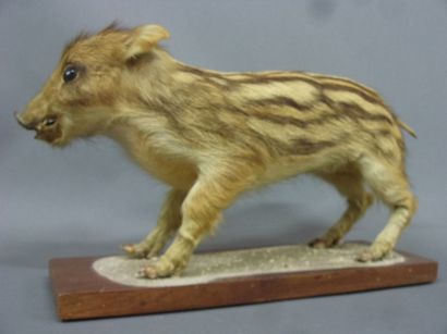 null European wild boar (Sus scrofa) (CH) : beautiful old juvenile specimen (marcassin)...