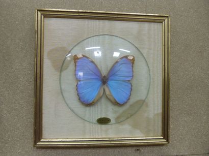 null Glass frame containing an exotic diurnal lepidopteran Morpho spp.