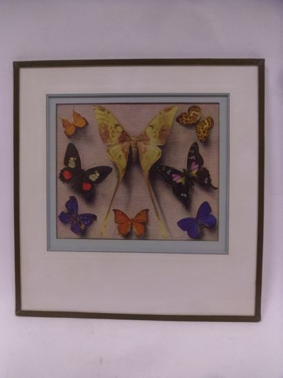 null Illustrative reproduction under glass frame of different species of exotic day...