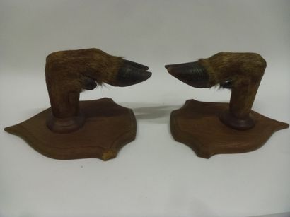 null Red Deer (Cervus elaphus) (CH) mounted on wooden escutcheon