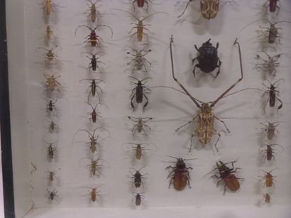null Large glass frame with various specimens of exotic beetles, old piece, as i...