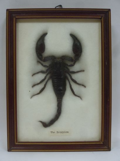 null Glass frame containing a specimen of Scorpion collected in Thailand in 1995

Scorpion...