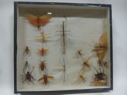 null A lot including 2 glass frames with different exotic insects specimens including...