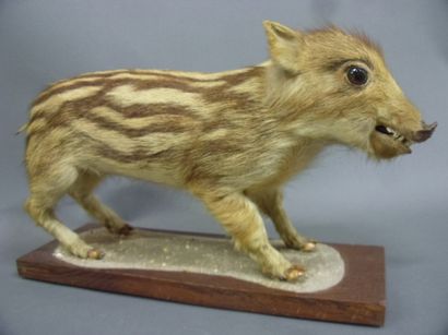 null European wild boar (Sus scrofa) (CH) : beautiful old juvenile specimen (marcassin)...