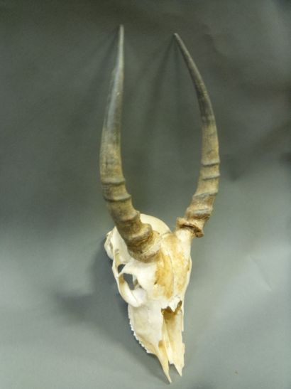 null Impala (Aepyceros melampus) (NR) : crâne avec dentition sans mandibule inférieure

Longueur...