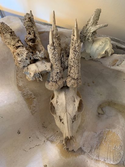 null Chevreuil d'Europe (Capreolus capreolus) : 3 crânes sans mandibule inférieure...