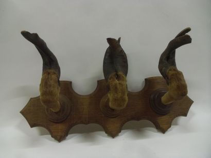 null Elaphe deer (Cervus elaphus) (CH) mounted in a gun carrier on a wooden shoulder...