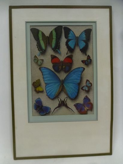 null Illustrative reproduction under glass frame of different species of exotic diurnal...