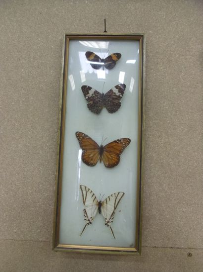 null 
Glass frame containing 4 exotic diurnal lepidopterans

Plus another one
