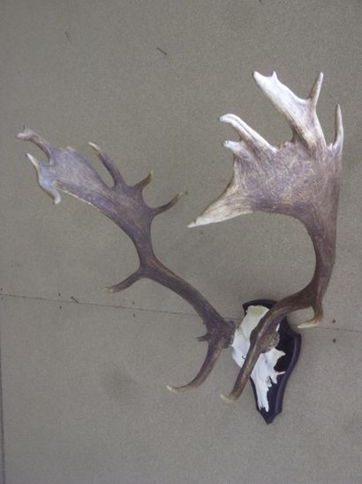 null Fallow deer (Dama dama) (CH): mounted on a shield with a good range of webb...