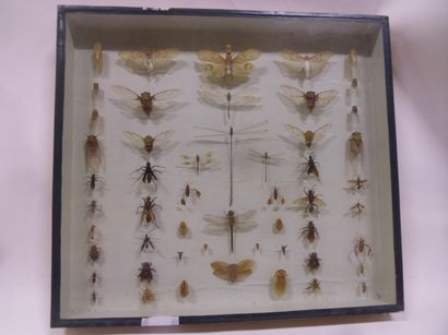 null A lot including 2 glass frames with different exotic insects specimens including...