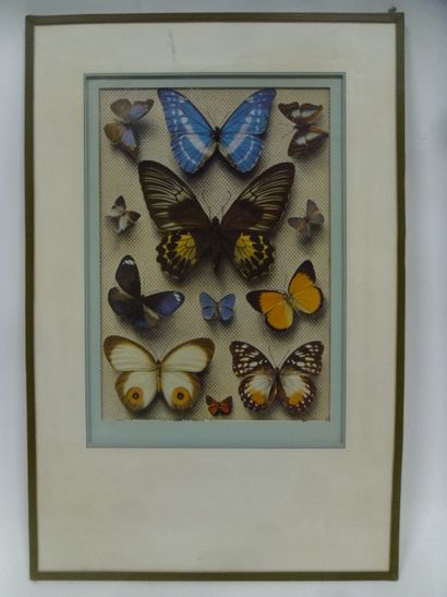 null A set of 2 illustrated reproductions under glass frame of different species...