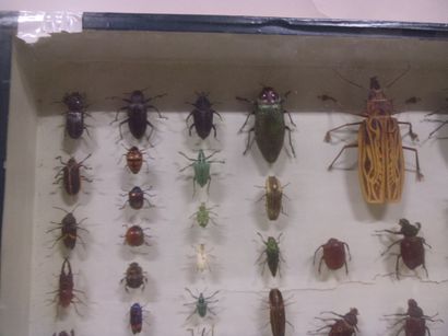 null Large glass frame with various specimens of exotic beetles, old piece, as i...