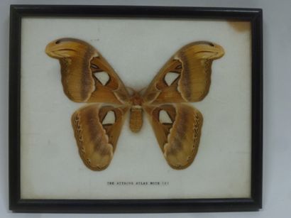 null Glass frame containing a specimen of the exotic nocturnal Lepidoptera Attacus...
