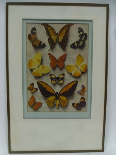 null Illustrative reproduction under glass frame of different species of exotic diurnal...