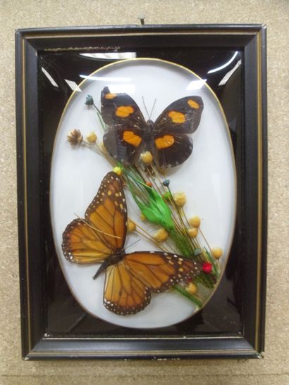 null Glass frame containing 2 exotic diurnal lepidopterans with mention on the back...