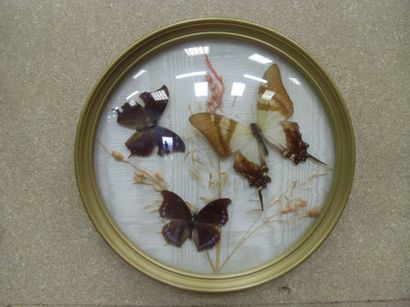 null Round glass frame containing 3 exotic diurnal lepidopterans