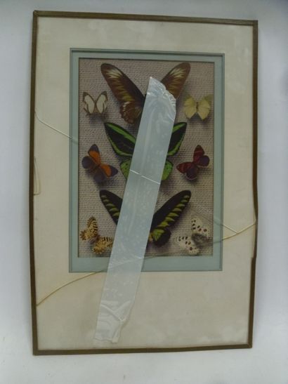 null A set of 2 illustrated reproductions under glass frame of different species...