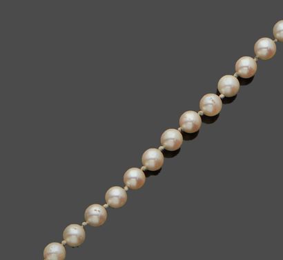 null Necklace of pearls choker, the clasp in yellow gold 18 k (750 thousandths),...
