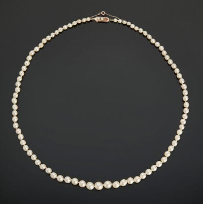 Necklace of pearls of culture in fall and...