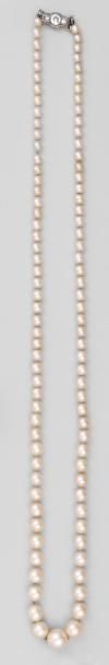 null Important collier de 97 perles fines en chute, le fermoir en platine et or gris...