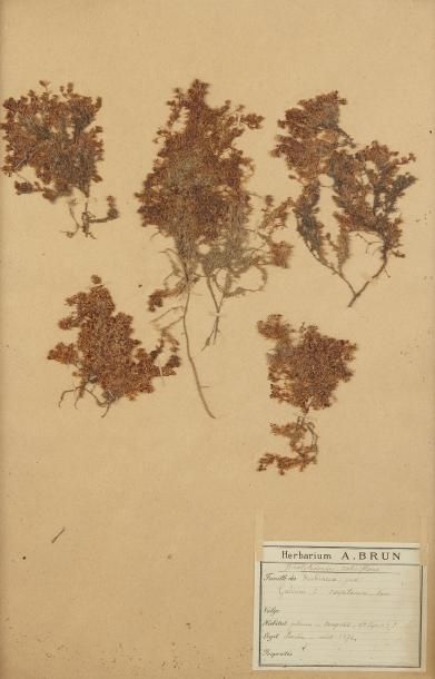 null Six planches d'herbier portant les étiquettes de l'Herbarium A. Brun: Dicotylédonées-...