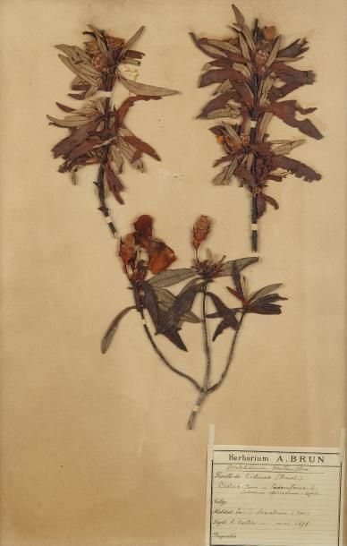 null Six planches d'herbier portant les étiquettes de l'Herbarium A. Brun: Dicotylédonées-...