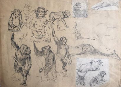 null C. BRAU-SIMON (XIX-XX)

Etude de singes, girafes, et autres animaux africains

Mine...