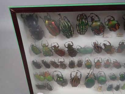 null *Boite entomologique comprenant 62 spécimens de cetoines (Pelidnota, mégalorhina,...