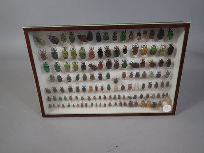 *Boîte entomologique comprenant 127 spécimens...