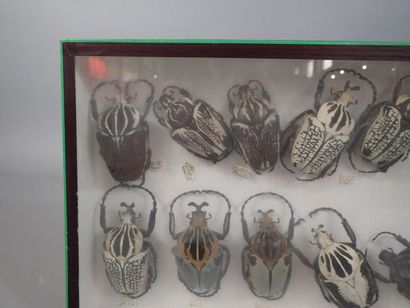 null *Boite entomologique comprenant 14 spécimens de scarabées (goliathus, megasoma,…)...