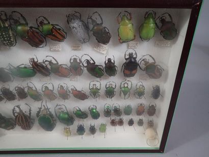 null *Boite entomologique comprenant 62 spécimens de cetoines (Pelidnota, mégalorhina,...