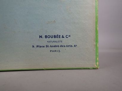 null *Boite entomologique comprenant 124 spécimens divers ( Bourdons, punaises, frelons,...