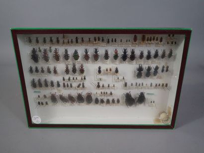 null *Boite entomologique comprenant 126 spécimens de carabes et dytiques (Dromius,...