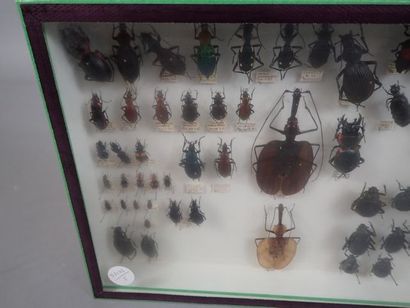 null *Boite entomologique comprenant 75 coléoptère (carabes, blaps et clairons) (Dim:...