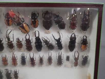 null *Boite entomologique comprenant 55 spécimens de lucanes ( Lucanus, homoderus,...