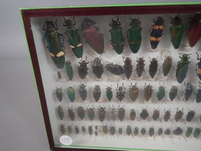 null *Boite entomologique comprenant 86 spécimens de buprestes (Julodis, chrysochroa,...