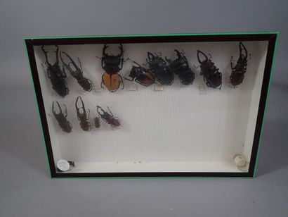 *Boite entomologique comprenant 12 spécimens...