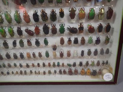 null *Boîte entomologique comprenant 127 spécimens de cetoines (pachnoda, pentodon,...