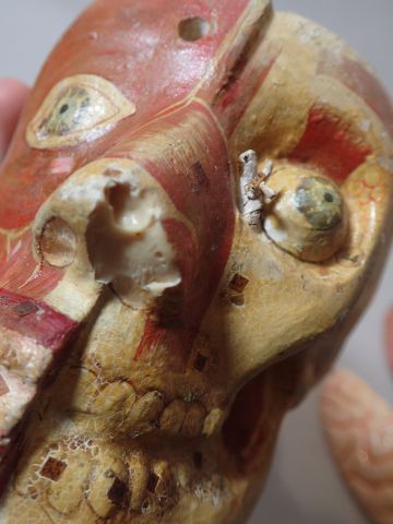 null Etablissements AUZOUX, attribué à. Coupe anatomique d'un crâne humain en résine,...