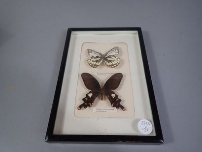 null *Boite entomologique comprenant 2 spécimens de papillon: 1 Prioneris thestylis...