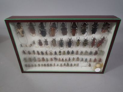 *Boite entomologique comprenant 78 spécimens...