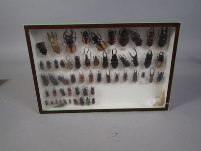 *Boite entomologique comprenant 55 spécimens...