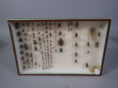 null *Boite entomologique comprenant 124 spécimens divers ( Bourdons, punaises, frelons,...