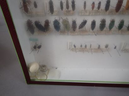 null *Boite entomologique comprenant 154 spécimens de buprestes, tenebrions, coccinelles...