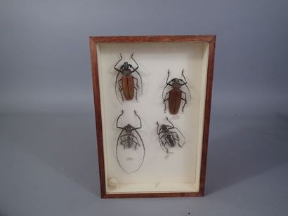 *Boite entomologique comprenant 4 spécimens:...