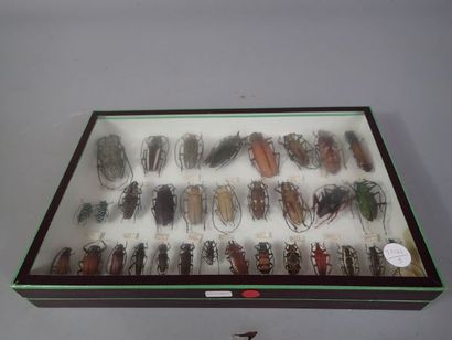null *Boite entomologique comprenant 32 spécimens de longicornes (Sternotomis, dorcacerus,...