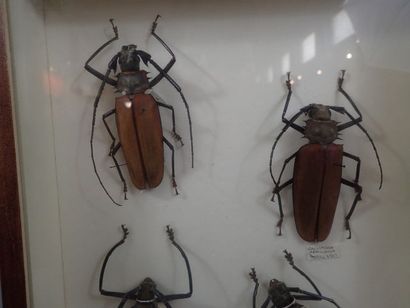 null *Boite entomologique comprenant 4 spécimens: 2 batoceras, 1 gallipogon et 1...
