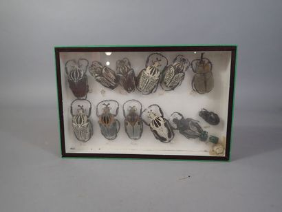 *Boite entomologique comprenant 14 spécimens...