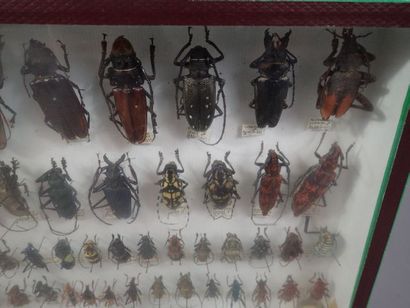 null *Boite entomologique comprenant 78 spécimens de longicornes (Psalidognathus,...